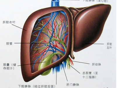 肝癌诊断